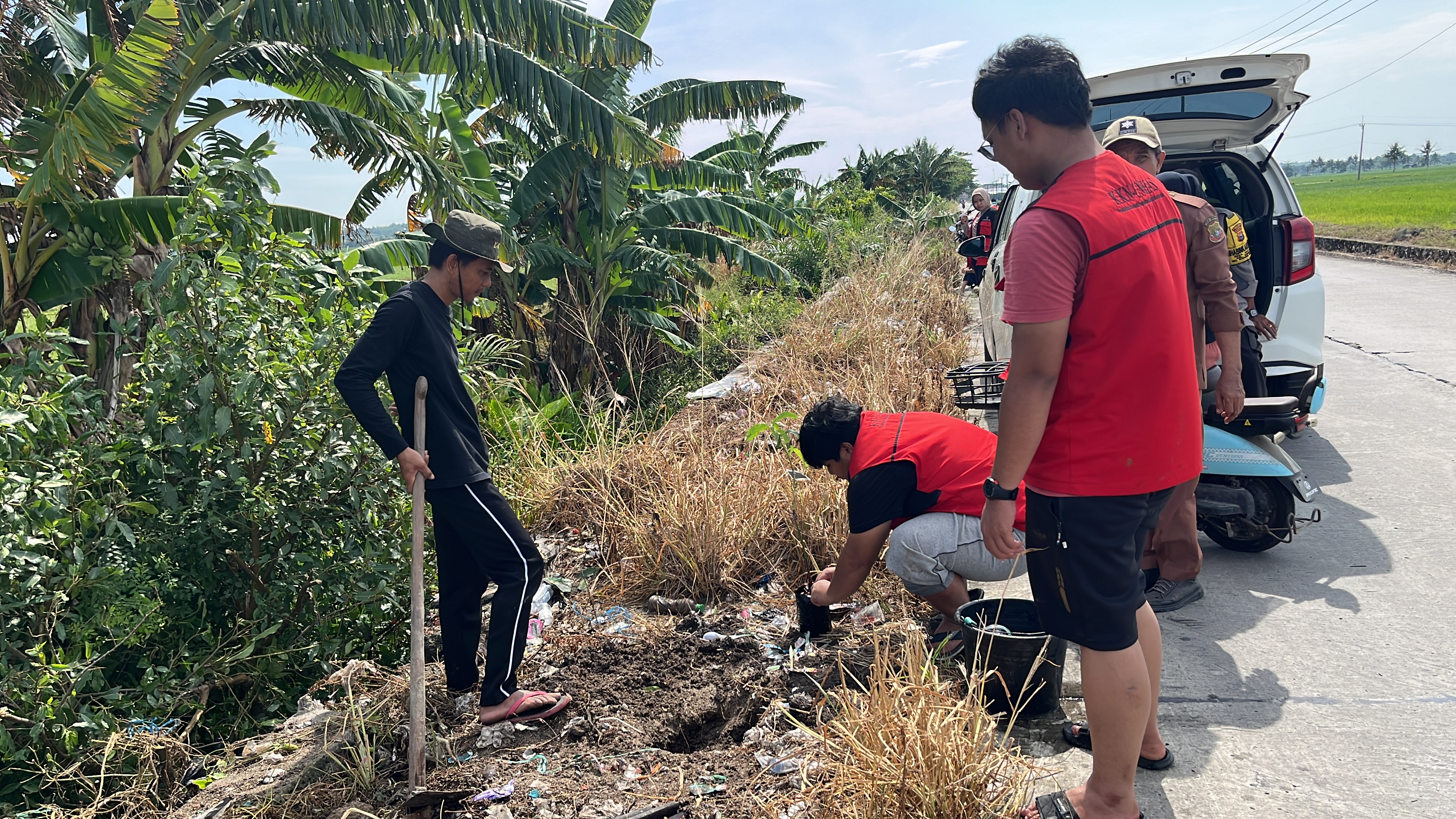 Penanaman Bibit Alpukat